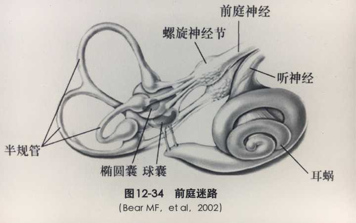 零,前庭器官位于内耳迷路,由三个半规管,椭圆囊和球囊组成.
