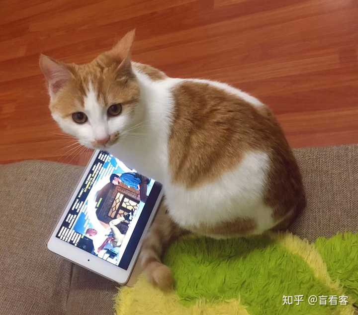 猫可以萌到什么程度?