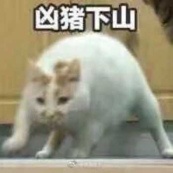 ——————————————————————↑ /*熊猫头太多就