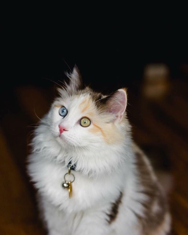 我心目中的最美玳瑁猫是这只玳瑁双色布偶猫,来自我家咪咪的breeder