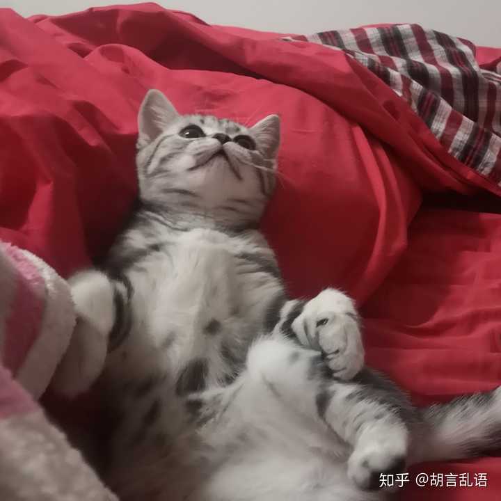 更新一下   疫情中,好无聊,天天在家撸猫,都快把猫撸秃噜皮了