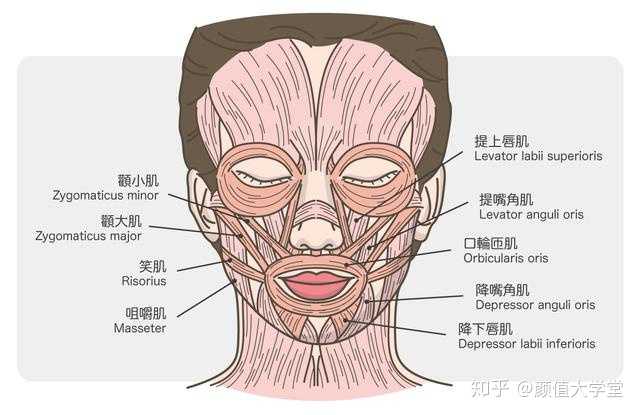 大笑时,同时牵动嘴角两边的肌肉,导致鼻翼嘴角两侧法令纹出现