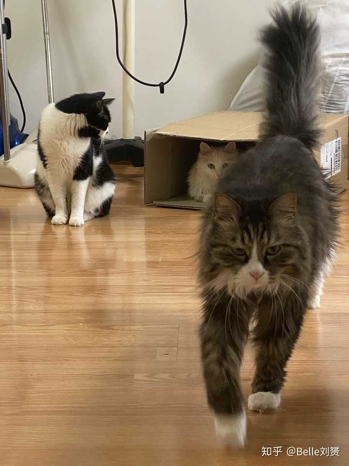 缅因猫是温和的猫吗