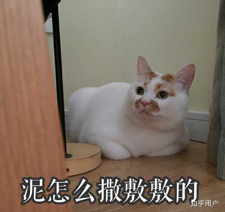 excuse me,当然要举爪我们可爱的楼楼小猫咪了. 直接上图!