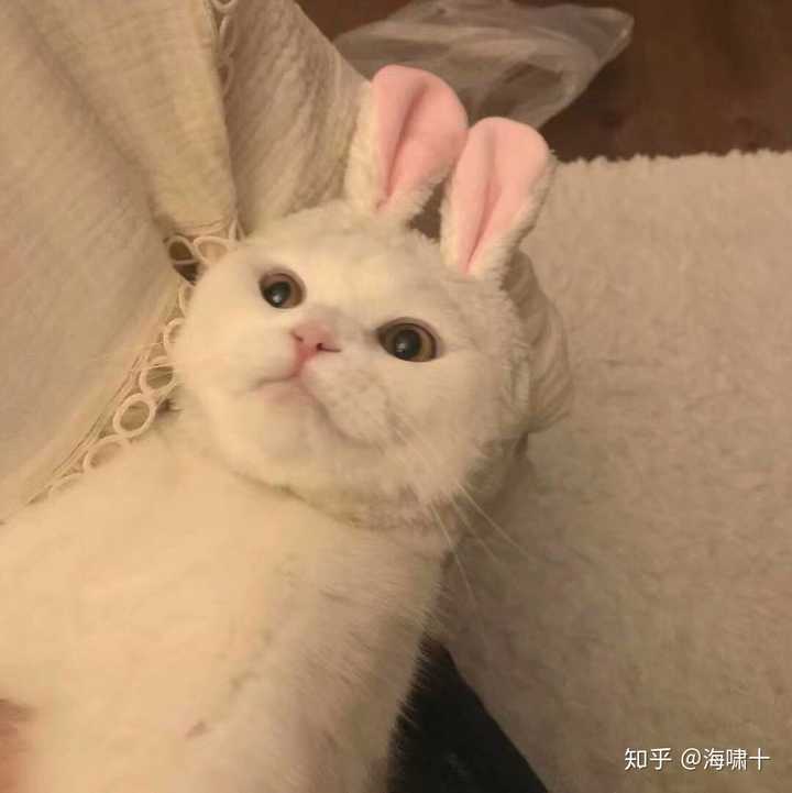 动物(猫 鹅子)