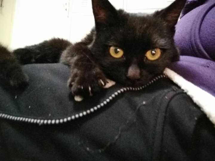 中华田园黑猫与孟买猫的区别有哪些?