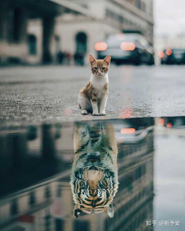 我想找那张…一只猫水下倒影是一只老虎的图片,请问谁