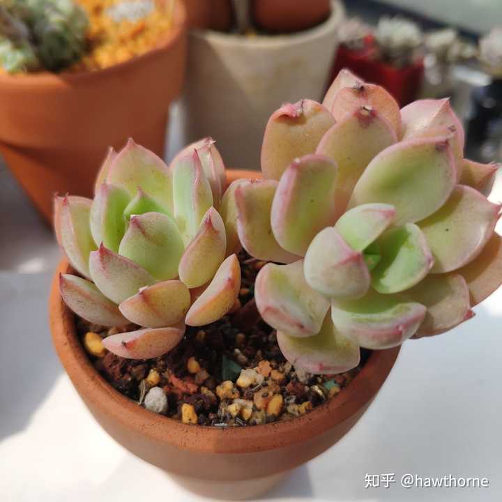 养多肉真的会上瘾吗