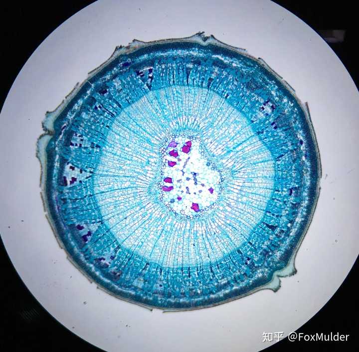 某草本植物茎横切 倍率同上