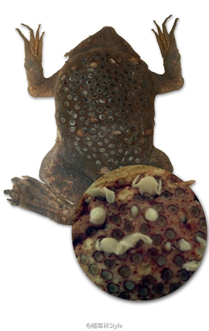 负子蟾是多种分布于南美洲和非洲的原始蛙类.完全水栖性.