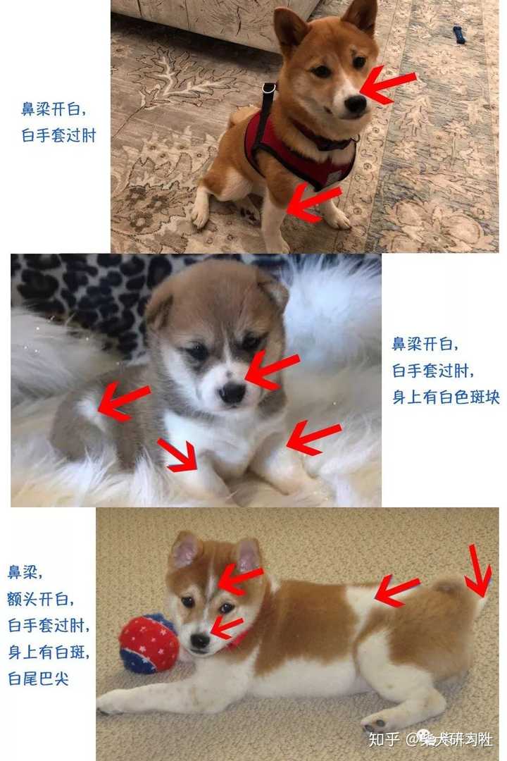 柴犬怎么看纯不纯