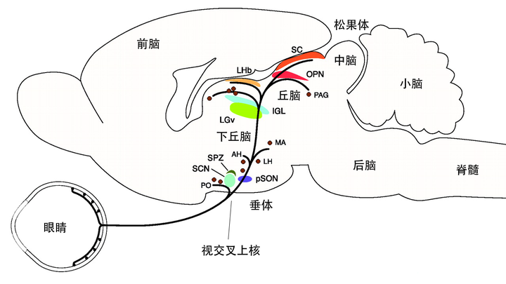 小鼠体内的生物钟都还保持规律,最后发现在破坏下丘脑前