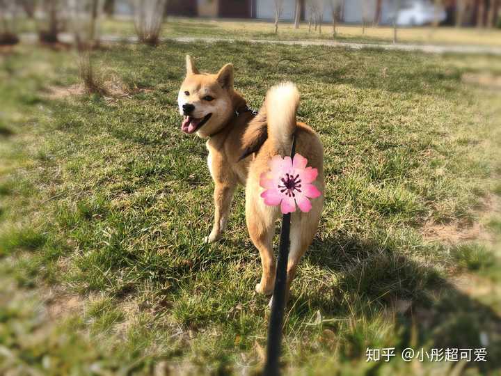 为什么中国很少有人遛柴犬?