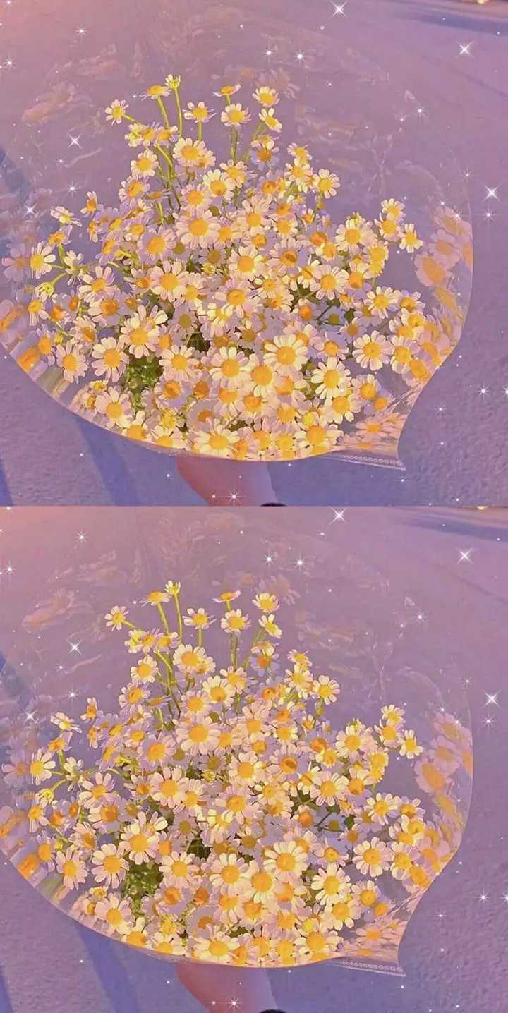 有没有这种风格的雏菊的全面屏壁纸?