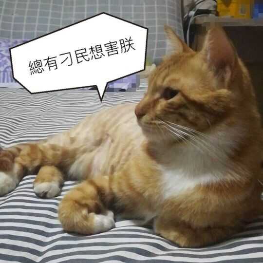 我也是第一次见识到,猫能斜眼看人.