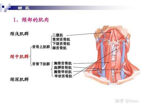 决定喉位下降的,实际上是胸骨甲状肌.