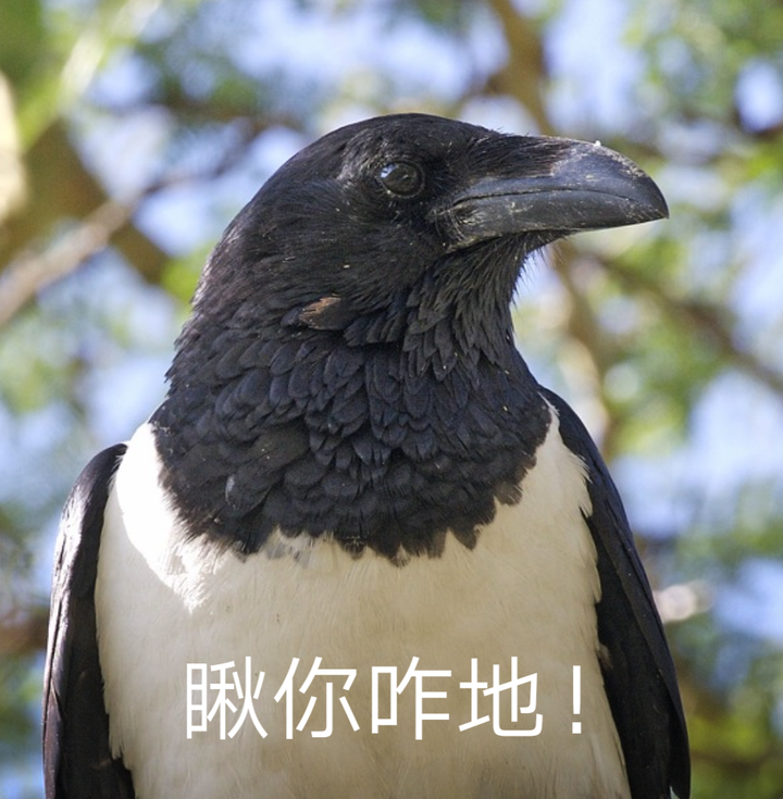 历史上有哪些乌鸦嘴