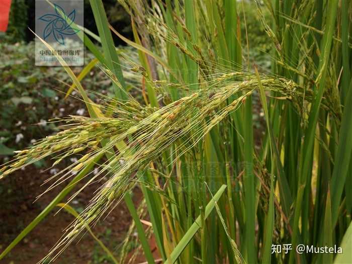 远古时代的人类是如何把野草驯化改良成水稻小麦小米大豆等农作物的