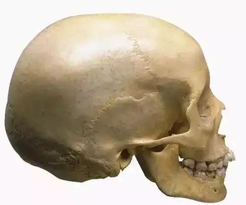 颅骨(skull)位于脊柱上方 由23块形状和大小不同的扁骨和不规则骨