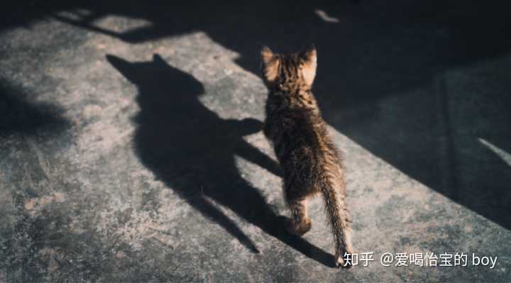 这是家里猫咪走着走着,拍下来也一直没看这照片,无意间发现猫的影子像