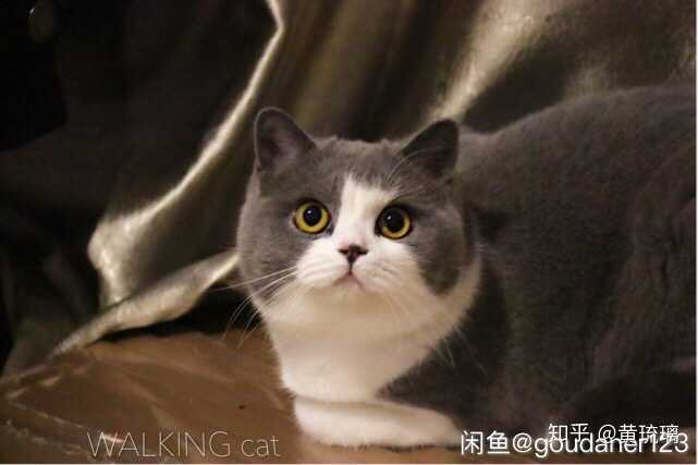 想养猫什么品种好