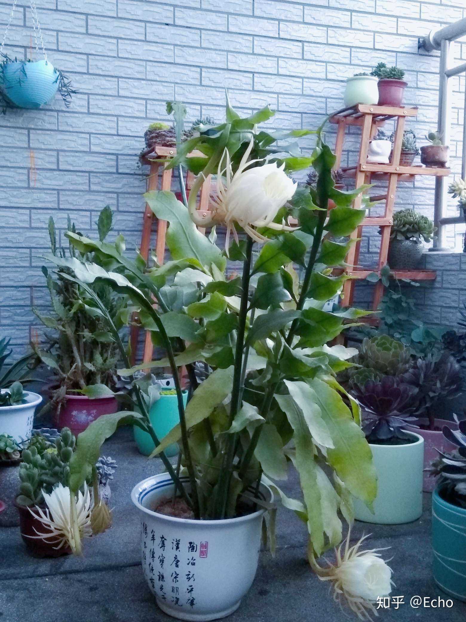 我在养花养草# 养了五年,今年才开花的昙花!