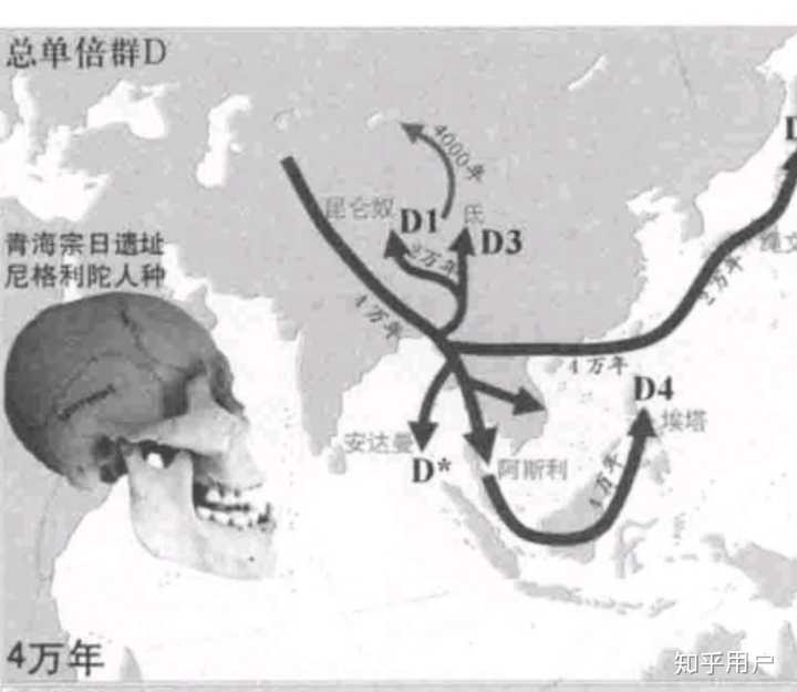 尼格利陀人澳大利亚人种迁徙路线