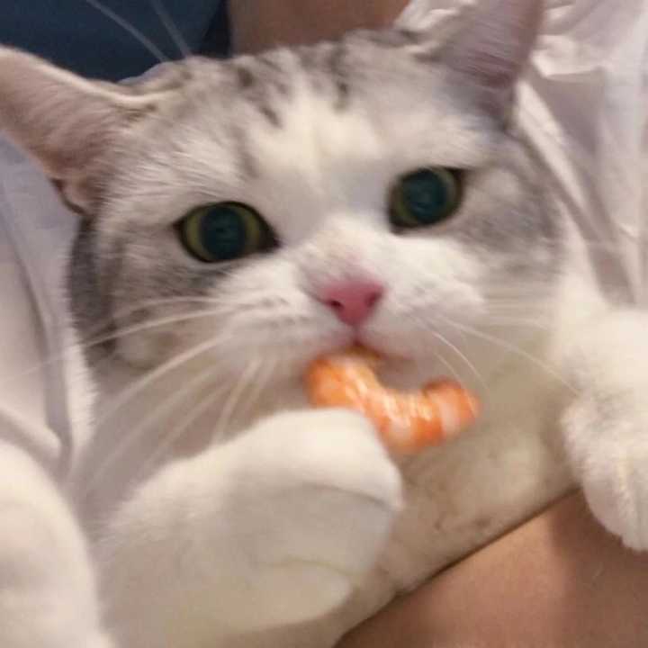 有那种憨憨的情侣头像吗?