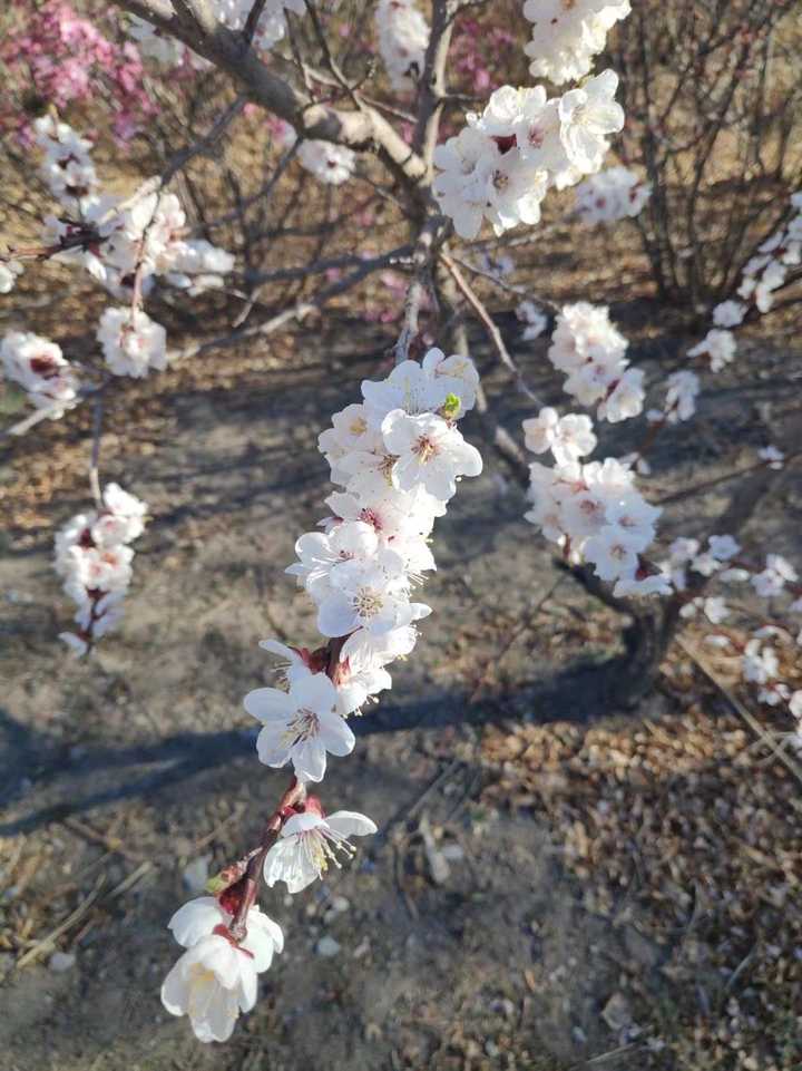 这是樱花还是桃花?