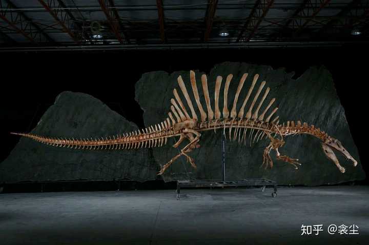 如何看待棘龙新出土的尾部化石,新的复原长有尾鳍?