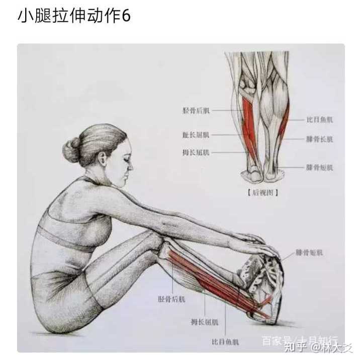 附几张小腿拉伸动作示意图