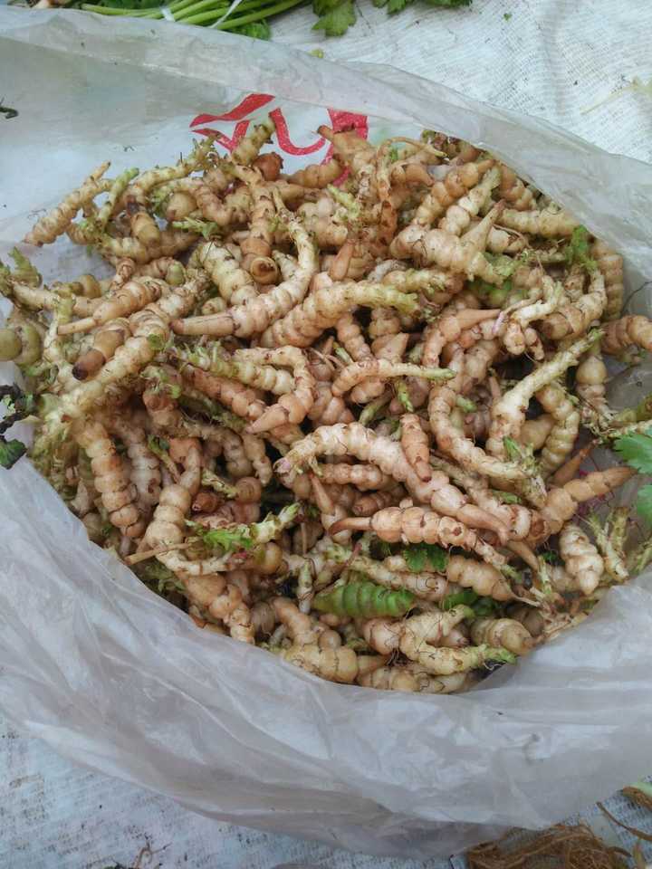 你的可能是这种草石蚕也叫土虫草,目前市场价格几十元一斤还不一定有