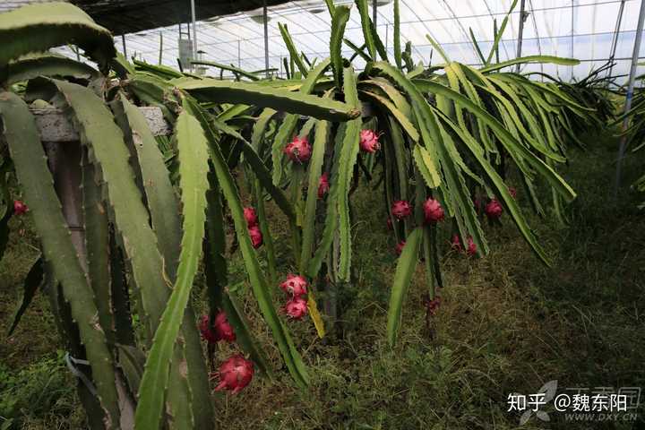 火龙果树.比较耐晒的可以挂着然后可以垂下来的植物