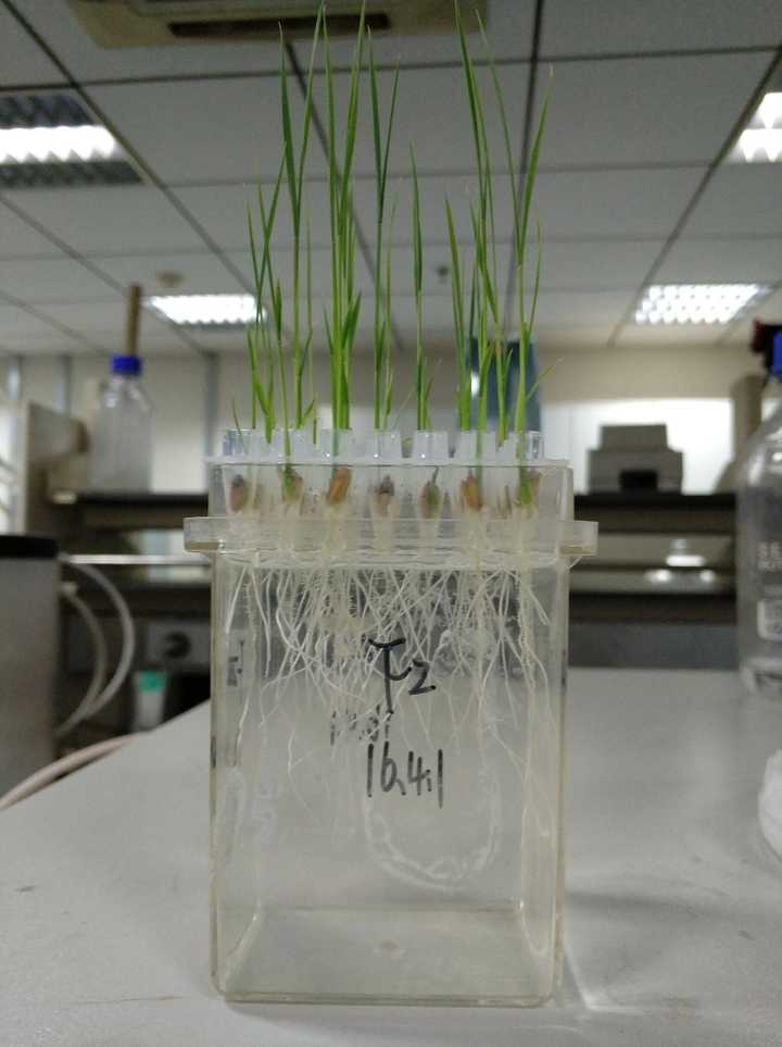 有没有透明的泥土或者培养基质可以让宝宝观察到植物根部生长?