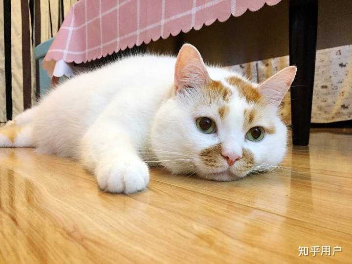 excuse me,当然要举爪我们可爱的楼楼小猫咪了. 直接上图!