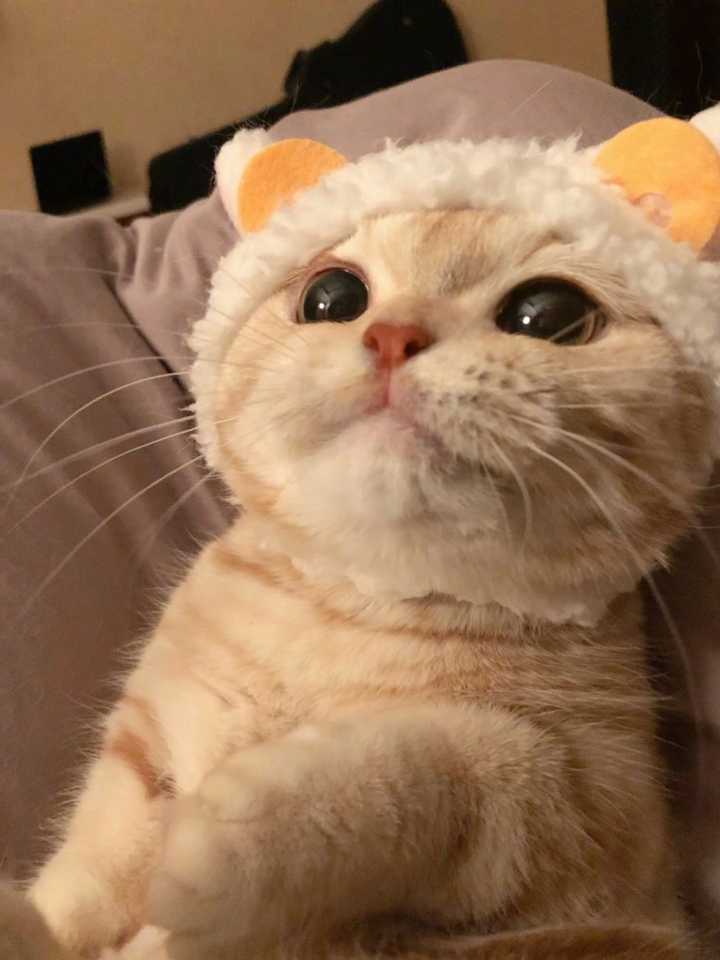 有没有好看的猫咪壁纸或头像?