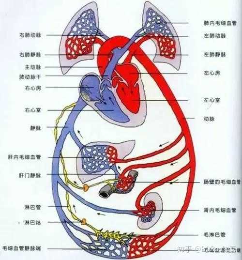 参与体循环中的血液循环(体循环又分为血液循环,肺循环),这也就说明了