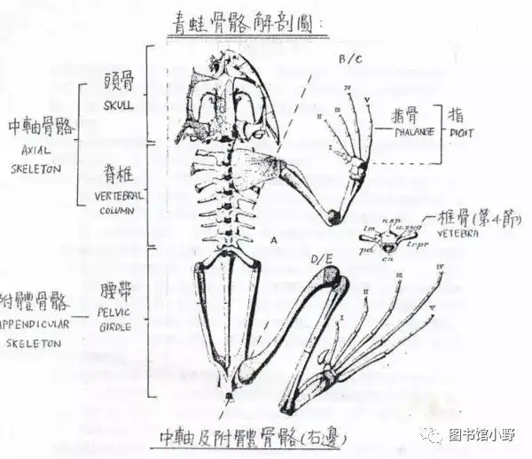 你们全都在养蛙你们了解青蛙吗你家崽到底是青蛙还是蟾蜍