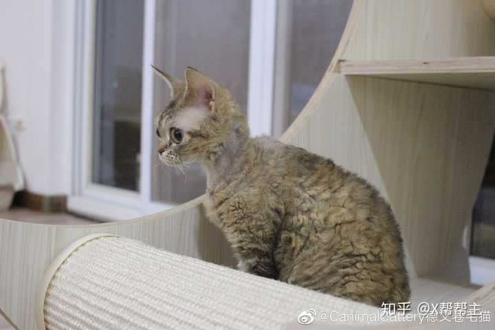 想让大家帮忙看一下小猫咪是不是德文卷毛猫