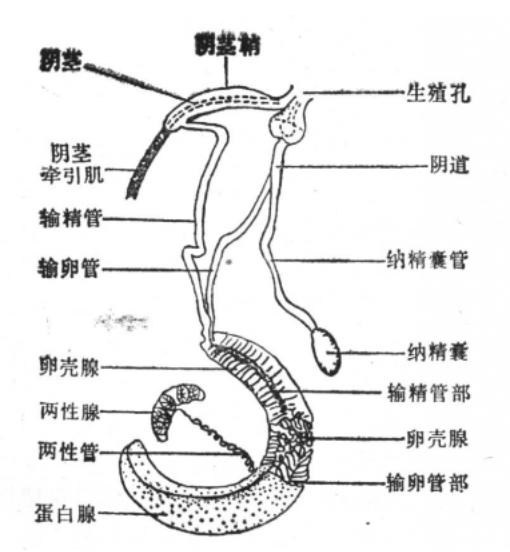 肾脏由相当于腺质部和相当于输尿管的两部分组成.