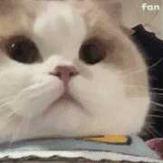有这样的猫表情包的动图吗