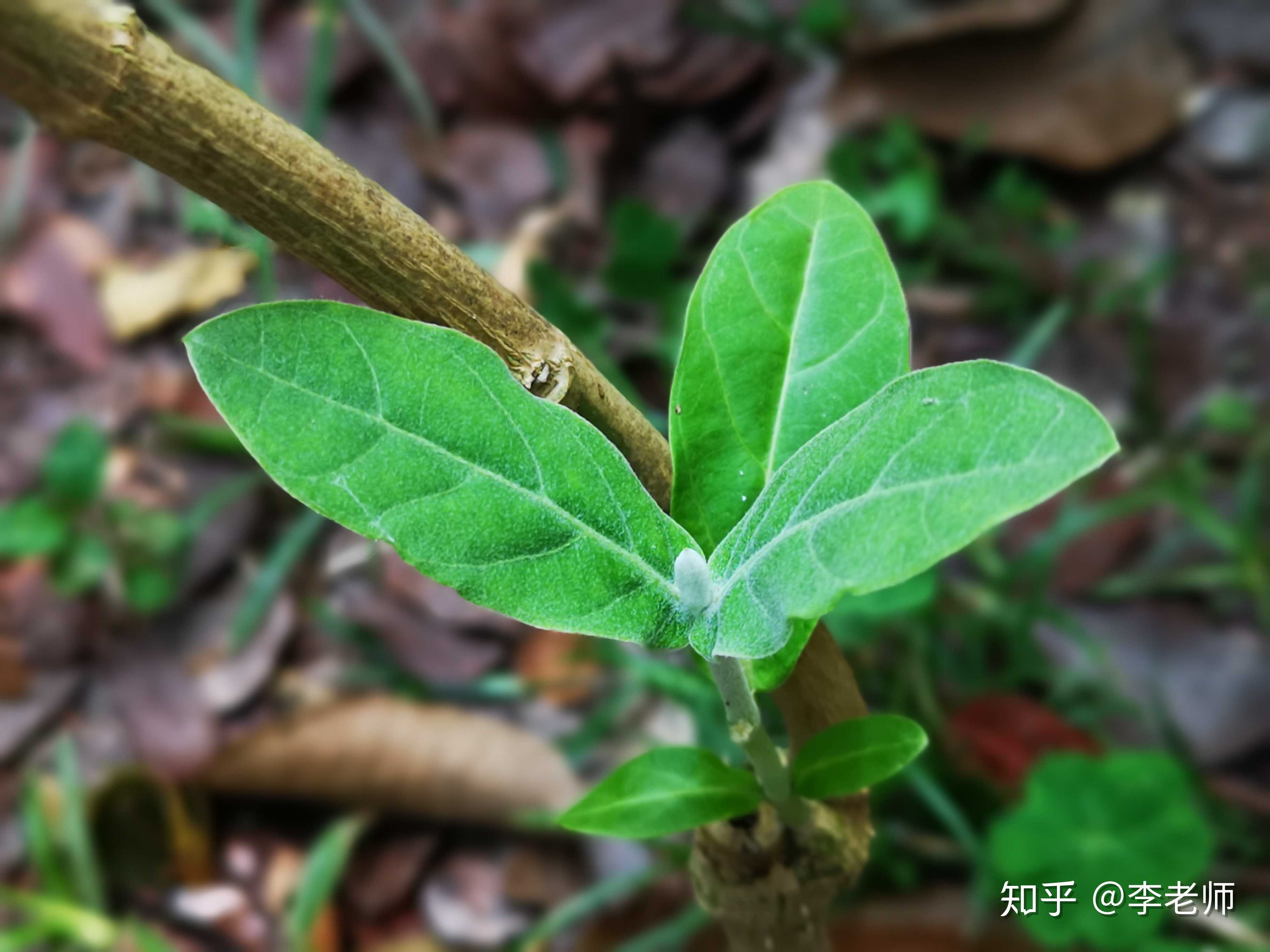 牛角瓜,又名""五狗卧花心"" - 知乎