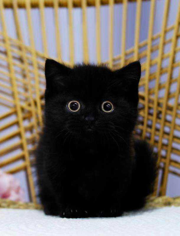 第一次特别想要猫,什么品种最好?
