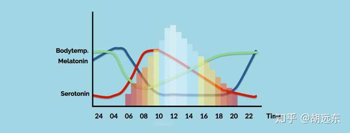 5-羟色胺,褪黑素与体温的昼夜节律,图片来自squarespace.com
