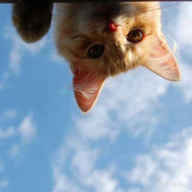 早安鸭!