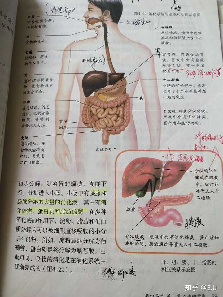 初一下册我记得应该是学人体器官,组织,系统来着(人教版 当时我复习