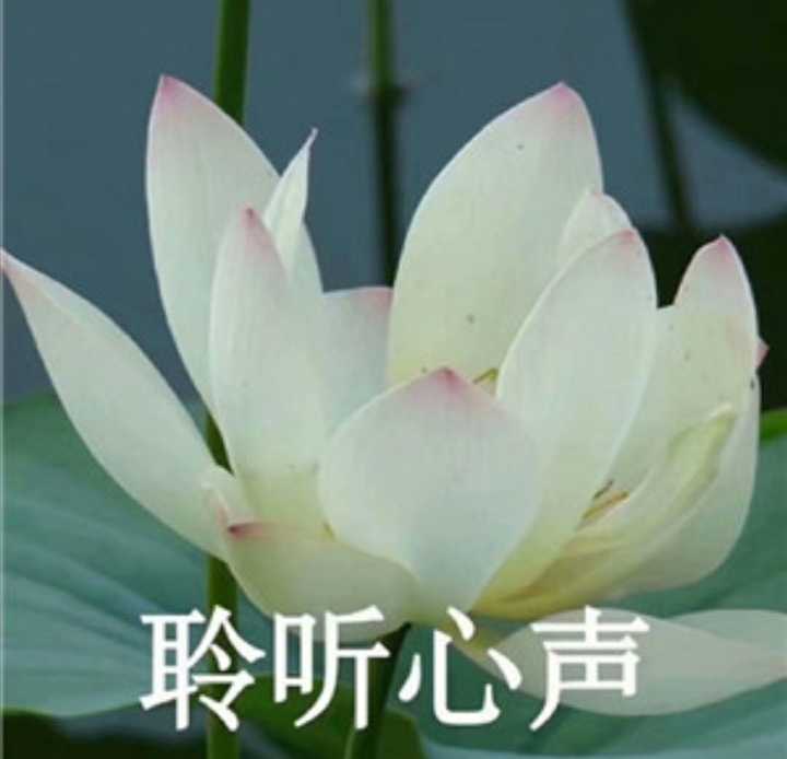 爸爸对我的网名头像发起了进攻,家长中意的到底是什么