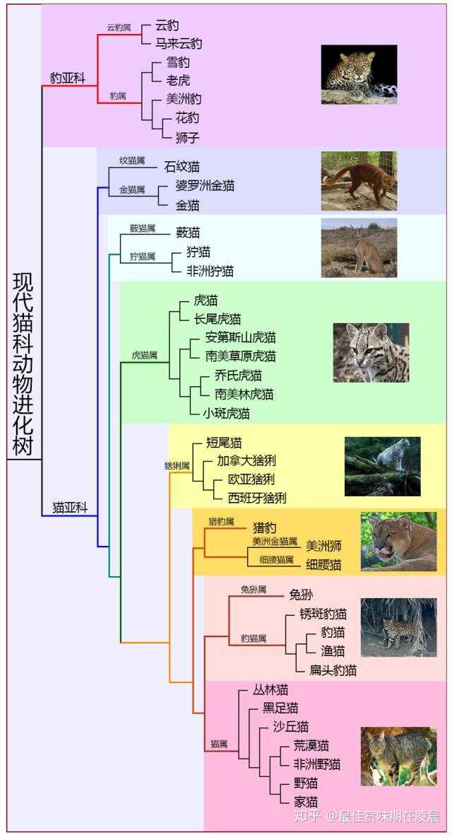 其实看看现在猫科动物的分类就知道,猫这种生物不管在哪个狩猎层,都是