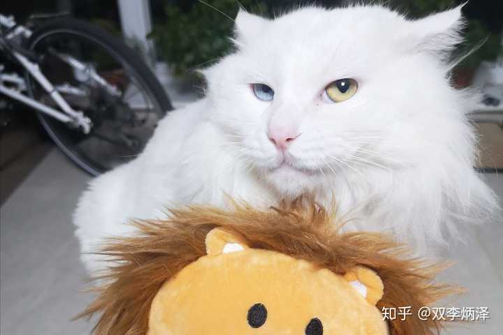 狮子猫怎么样,好养吗?