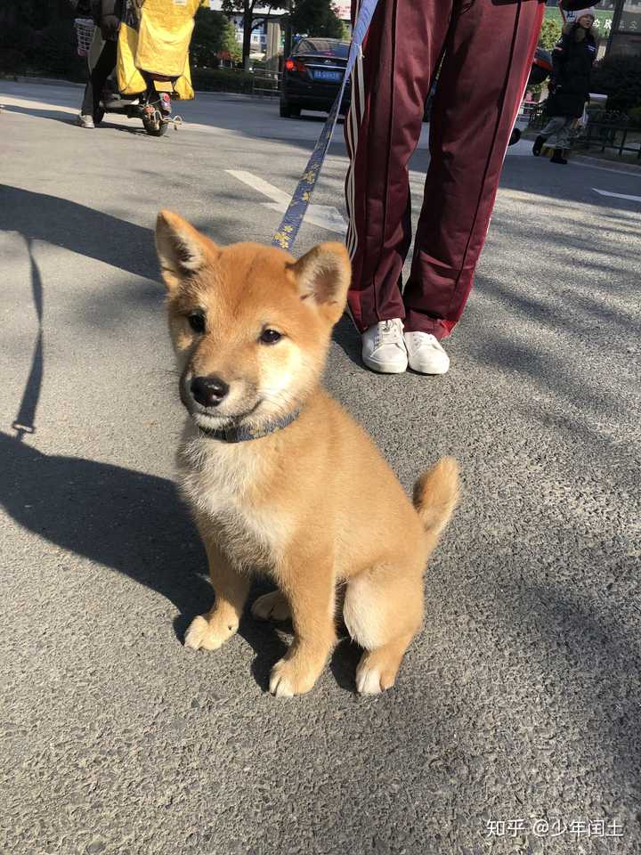 柴犬多大能过尴尬期?